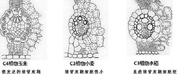儿童篮球基本功训练内容怎么写的_0